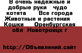 В очень надежные и добрые руки - чудо - котята!!! - Все города Животные и растения » Кошки   . Оренбургская обл.,Новотроицк г.